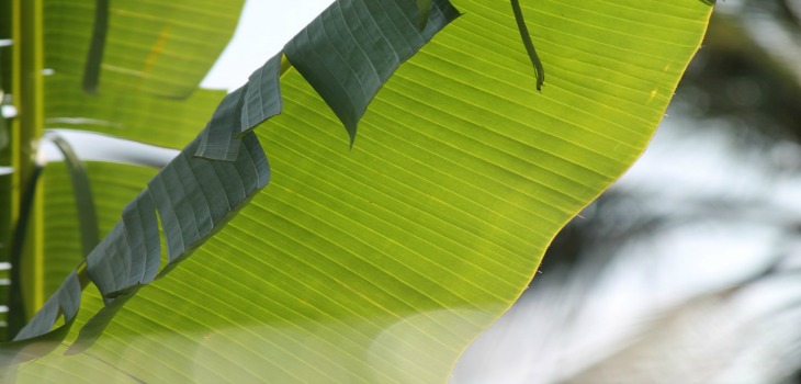 The banana leaf – an eco-friendly plate!