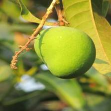 Mangoes in India