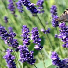 Lavender Oil- 15 Beauty Tips