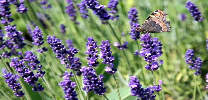 Lavender Oil- 15 Beauty Tips