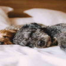 Does your dog sleep in your bed?