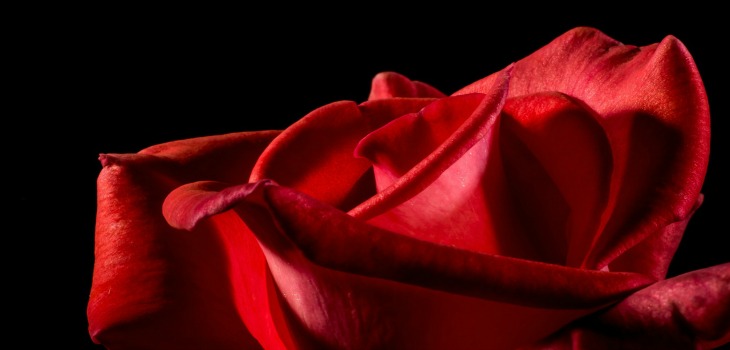 Leo: Love Horoscope 2016