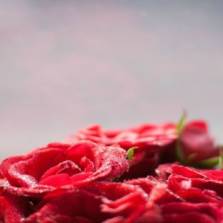 7 Beauty benefits of rose water